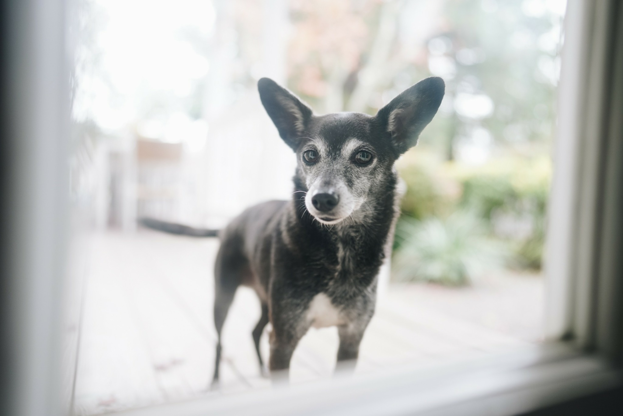 Small black and gray dog looking through a glass door with a blurred outdoor background.