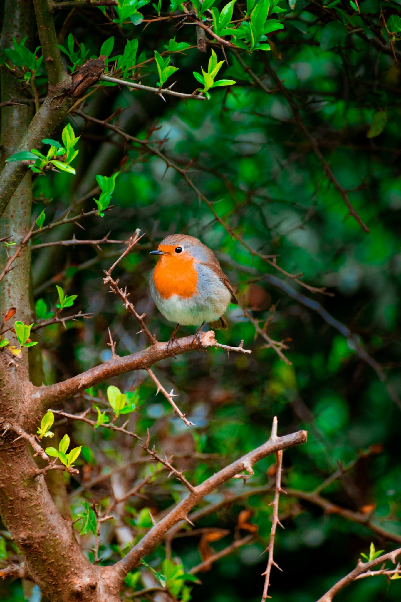 Small bird with orange breast perched on a branch among green leaves and thorns.