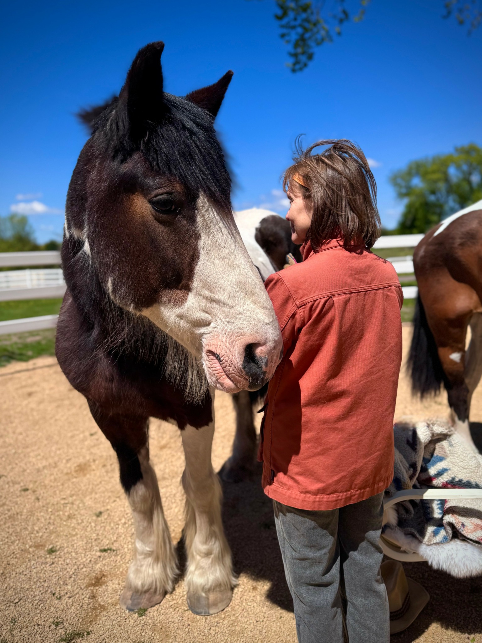 Child in red jacket interacts with a large black and white horse outdoors on a sunny day.
