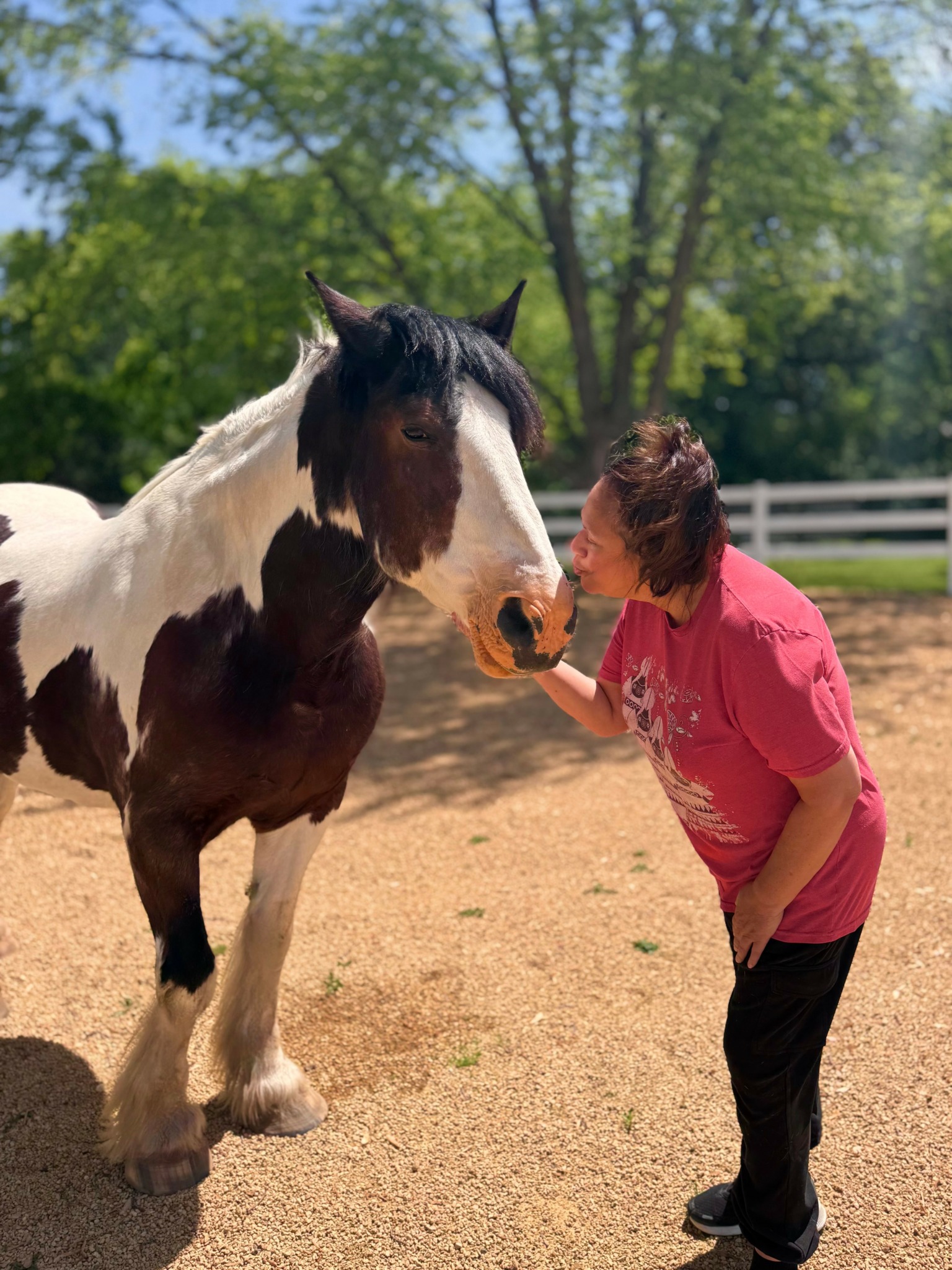 Person in pink shirt and black pants touching a horse's nose outdoors with trees and a fence in background.
