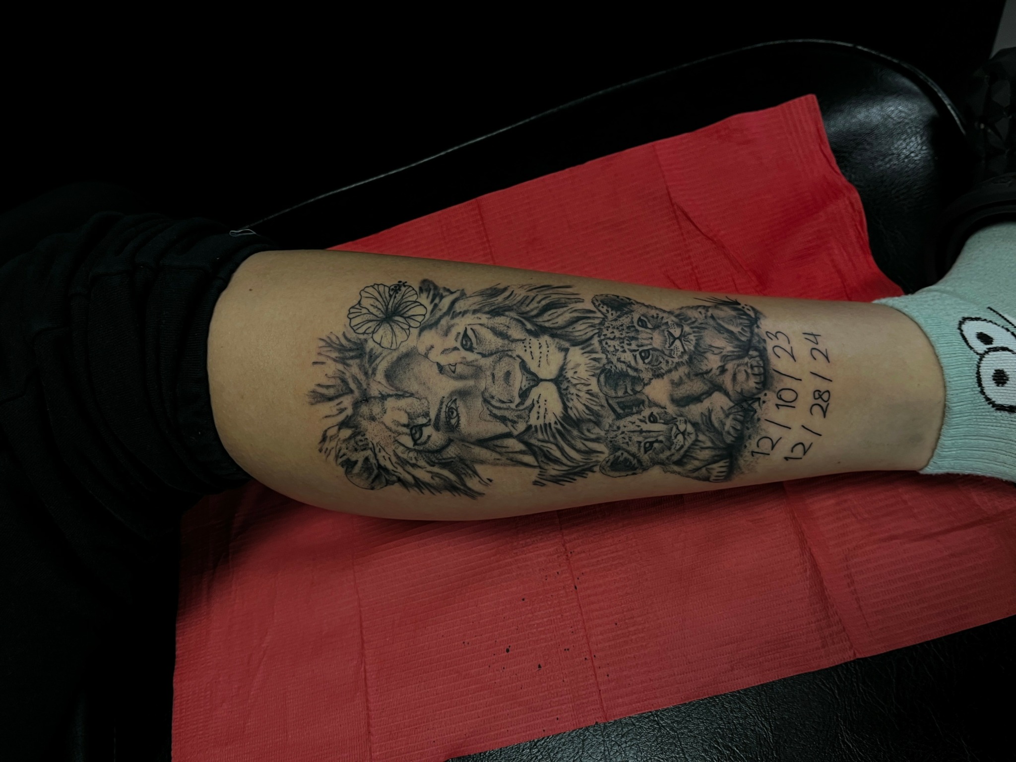 Forearm tattoo of a lion's face with a calendar date below, resting on a red cloth, with a sock visible.