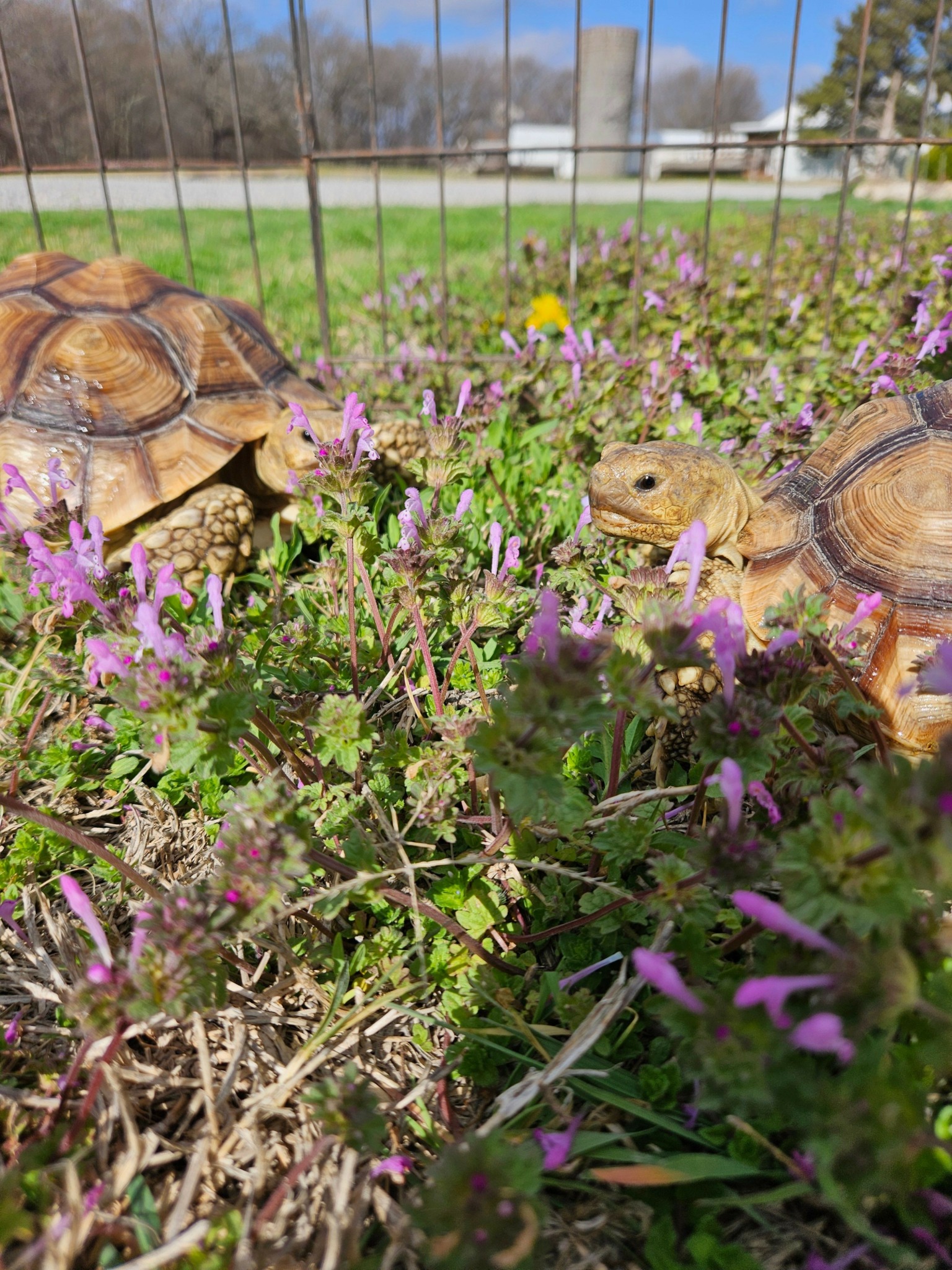 Two rabbits in a garden with purple flowers and greenery, fence in the background, upright orientation.