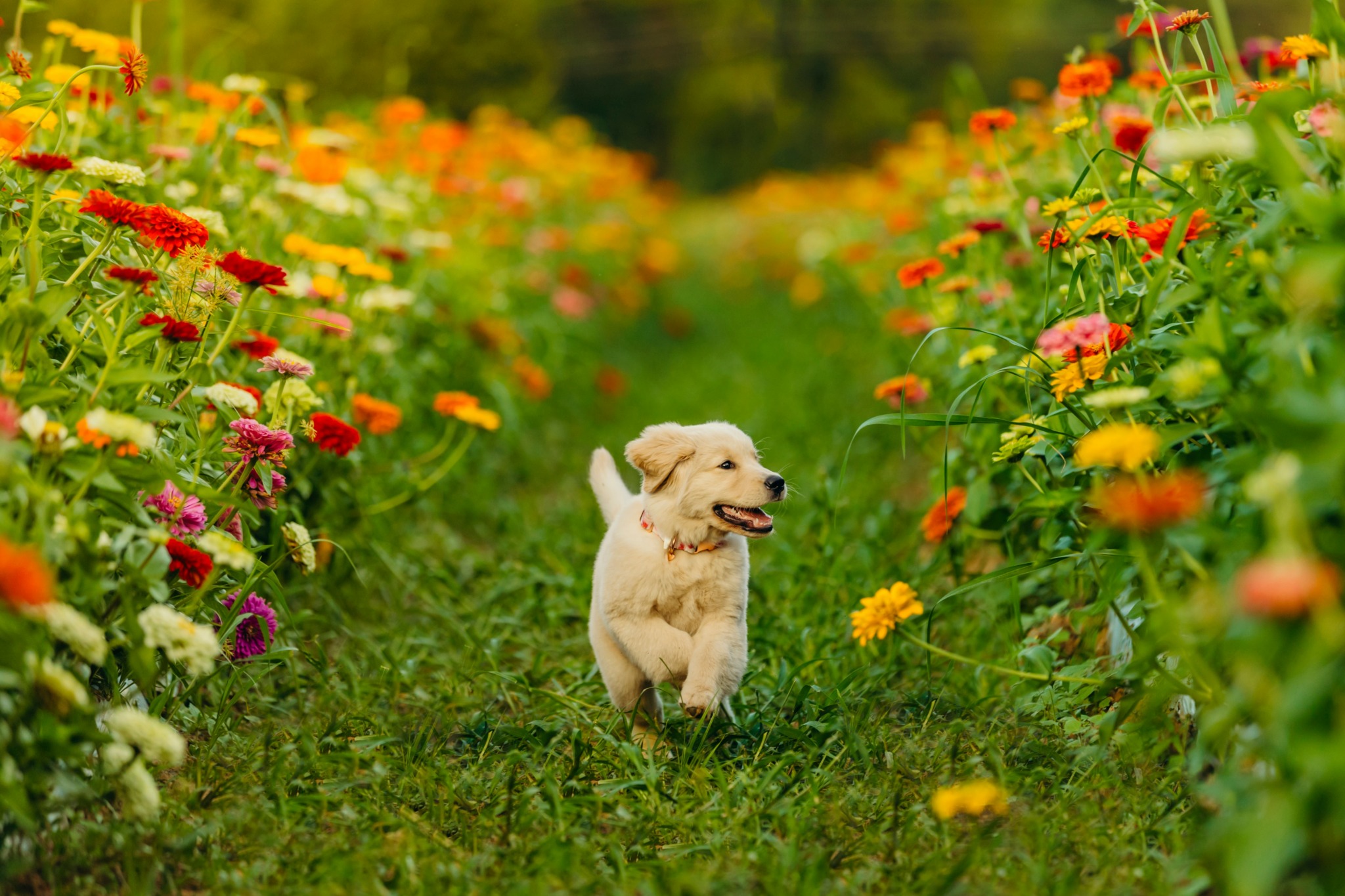 A puppy running through a colorful flower garden with yellow, orange, pink, and purple flowers, and green grass.