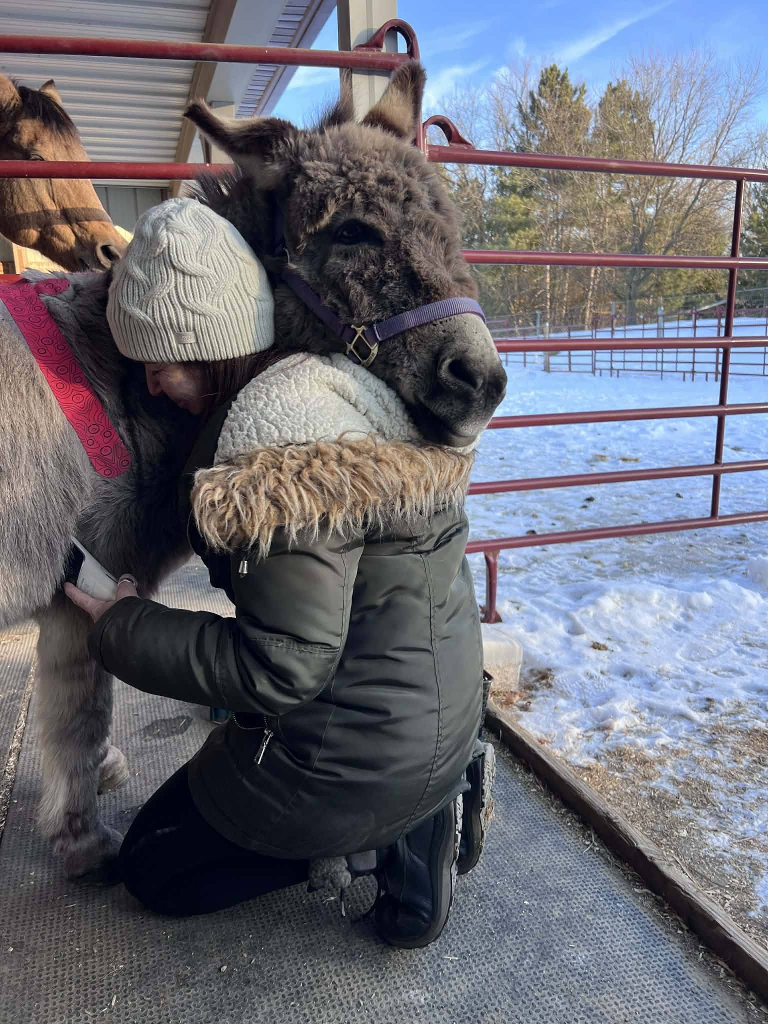 Child hugging a dark-colored alpaca outdoors with a snowy ground and metal fence in background.