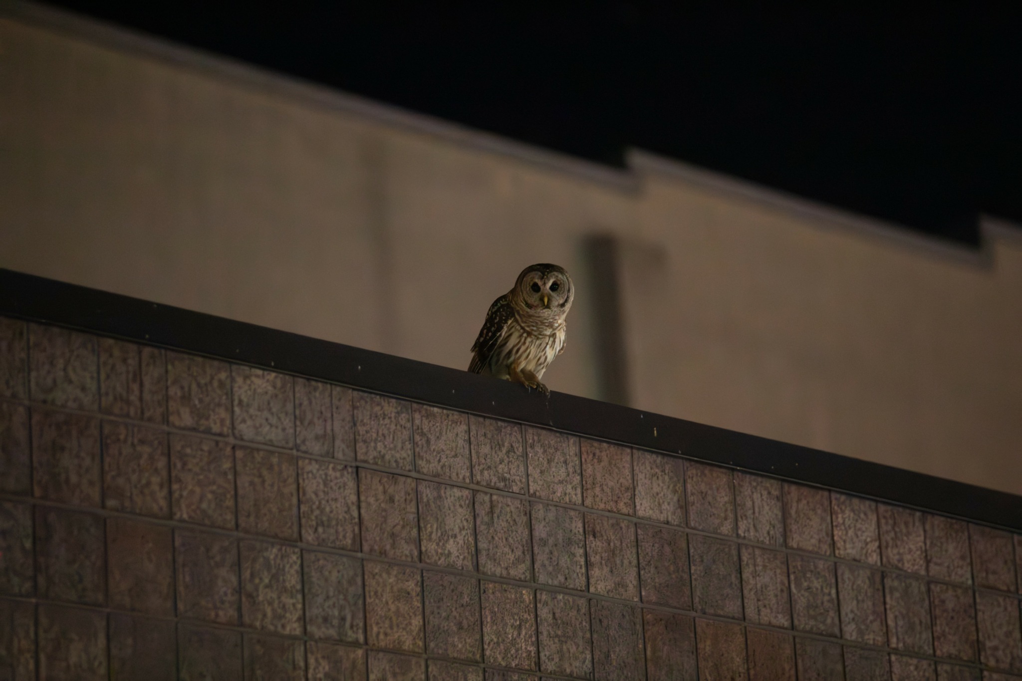 Owl perched on a ledge at night, with a building in the background.