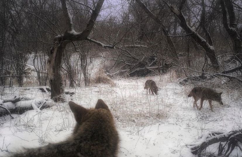 Three wolves in a snowy forest with leafless trees, one wolf's head visible in the foreground, looking into the scene.