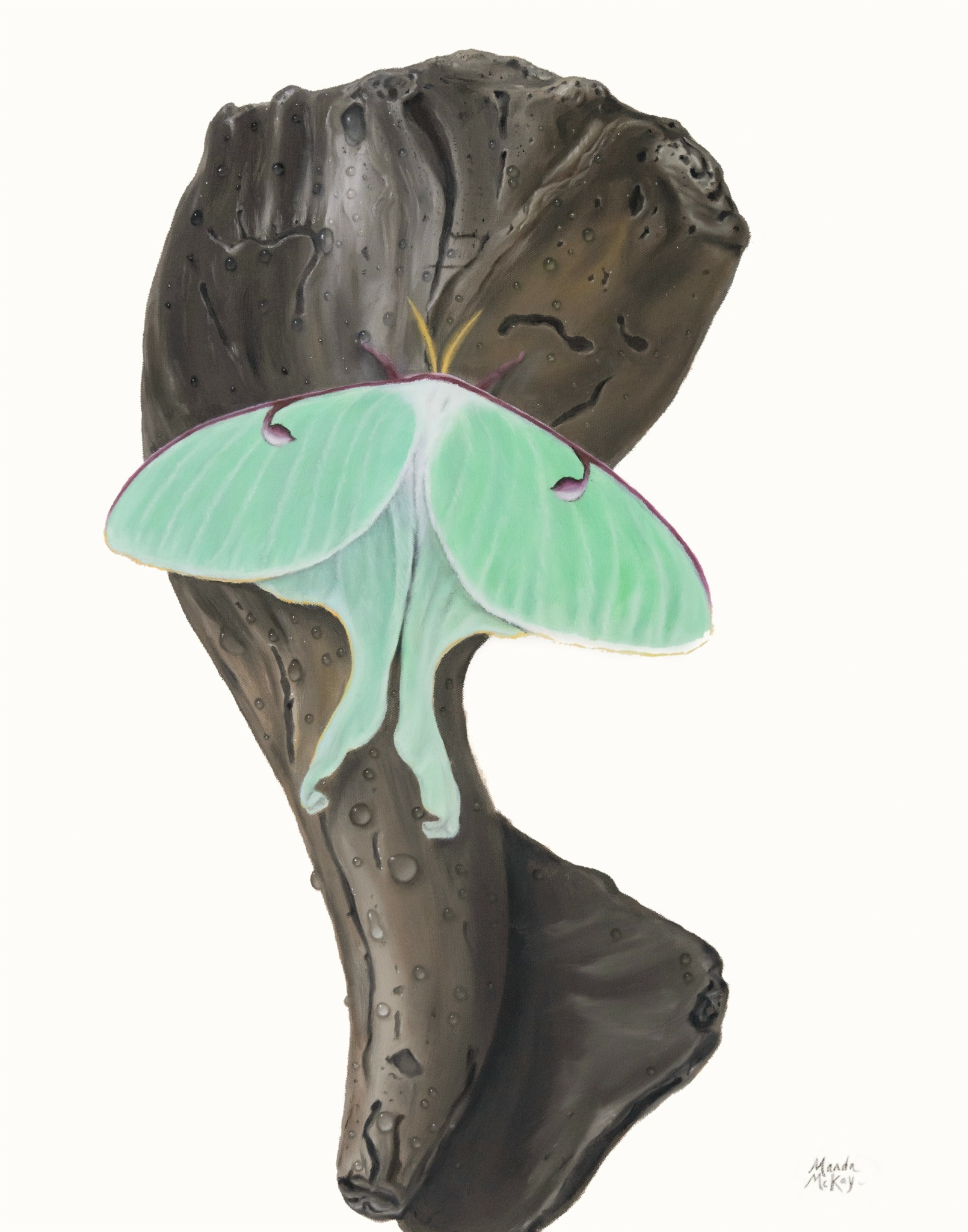 A green moth with white markings resting on a dark textured piece of wood.