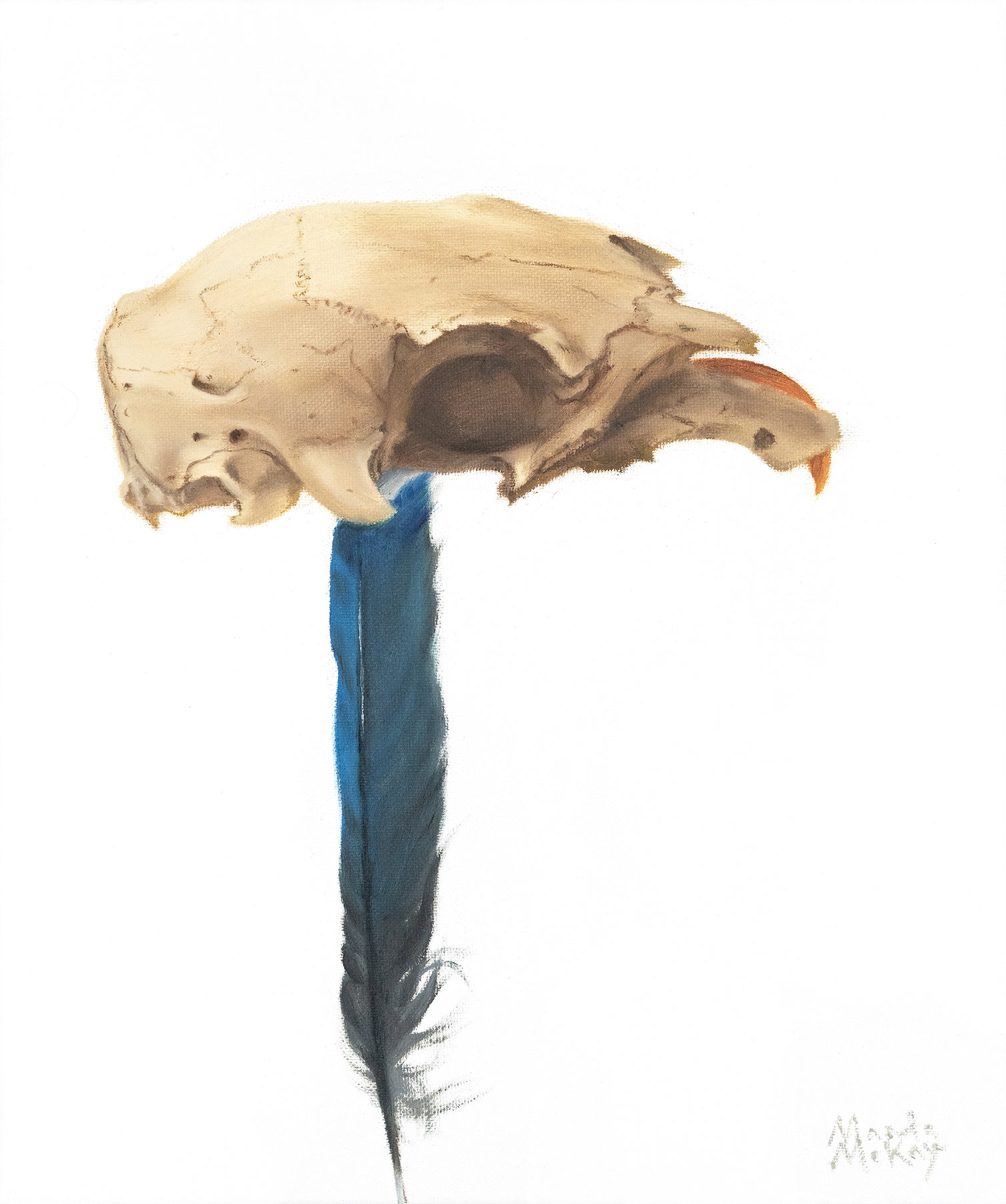 A bird skull with a blue feather hanging from it, set against a white background.