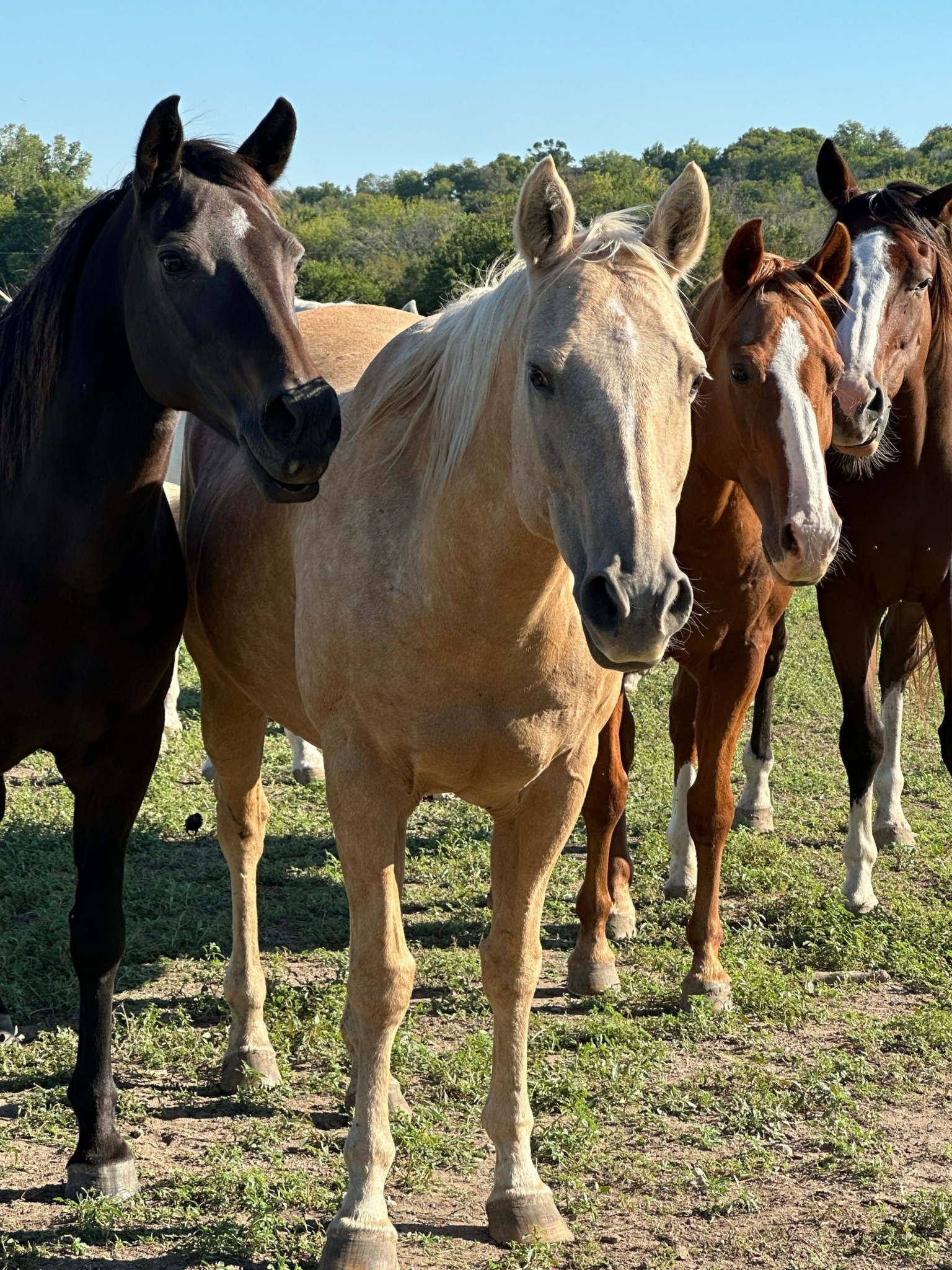 Group of horses standing on grass in a field with trees and blue sky in the background.