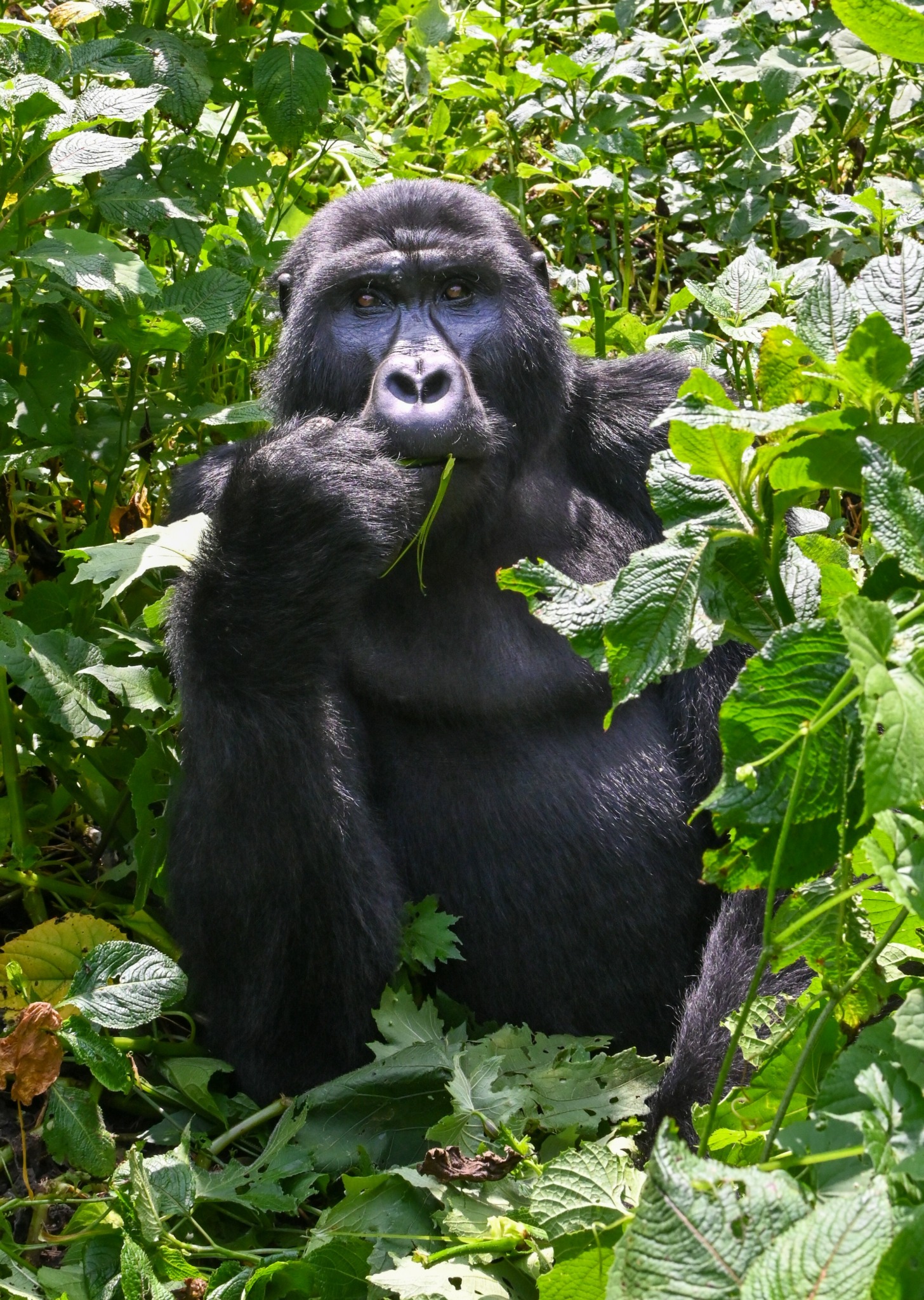 Gorilla sitting among green foliage, holding a leaf in its mouth, surrounded by dense plants.